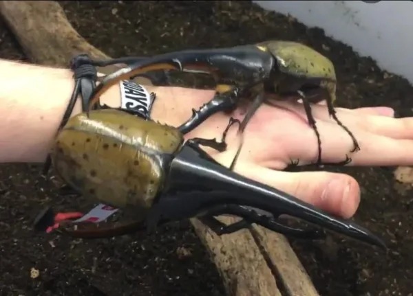 “The Hercules Beetle, one of the largest flying insects in the world.”