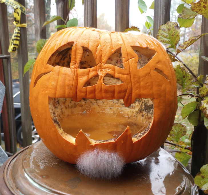 ’’This mold on my pumpkin looks exactly like a beard!’’
