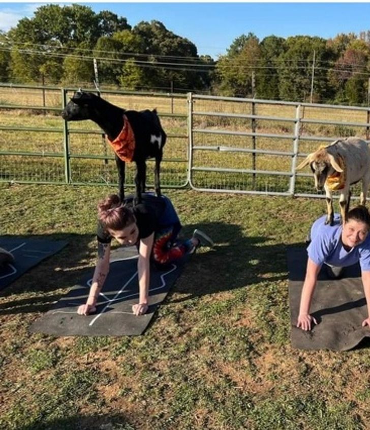 ’’There’s a place where you can do yoga with goats!! I had a blast.’’