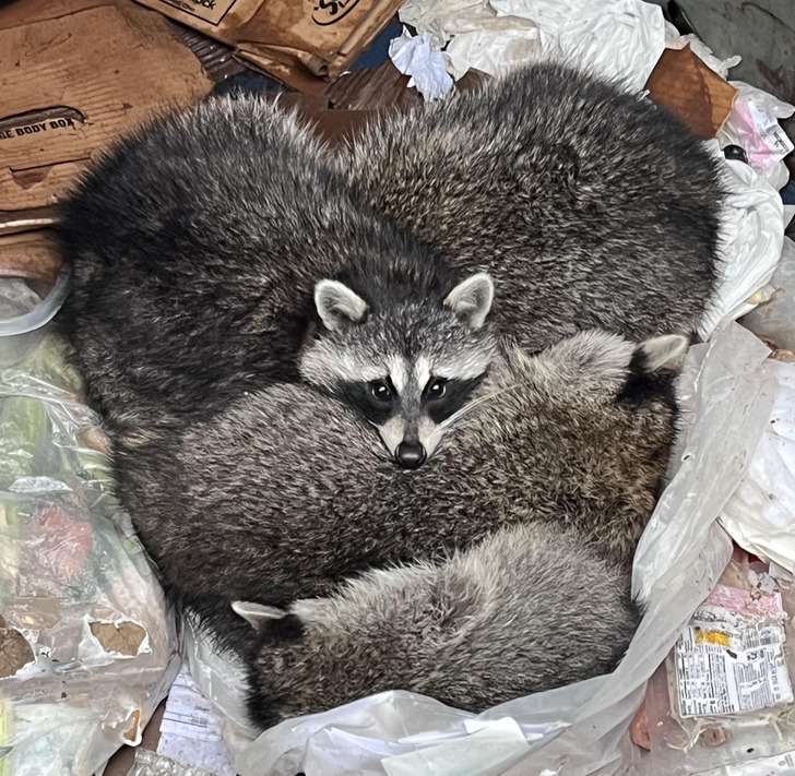 ’’Found this little trash heart in my work dumpster this morning.’’