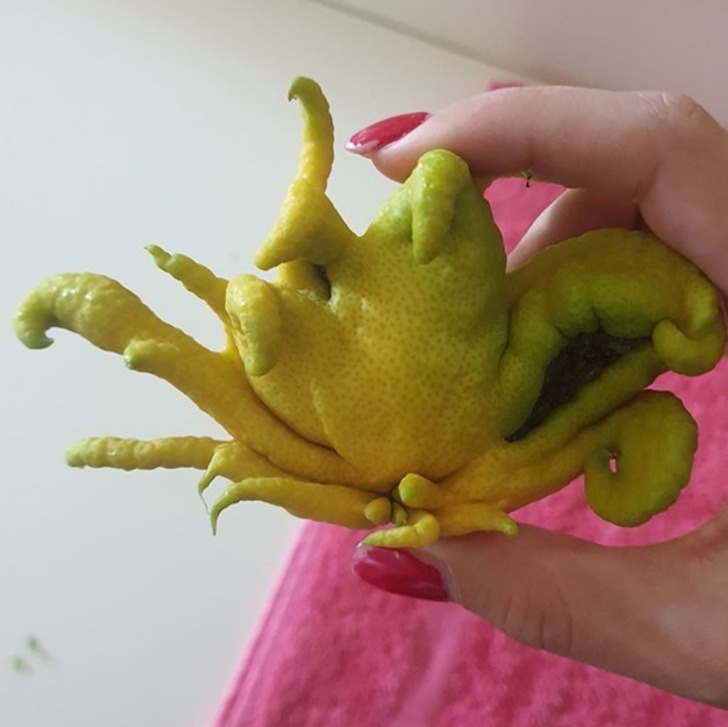 ’’The alien lemon’’
