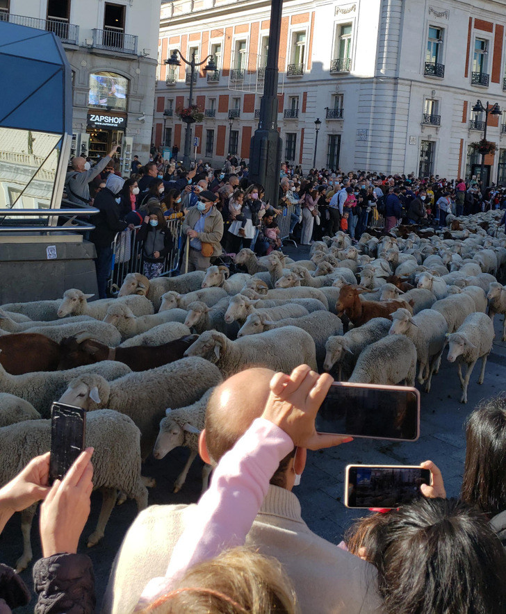 ’’A herd of sheep being moved through downtown Madrid, Spain’’