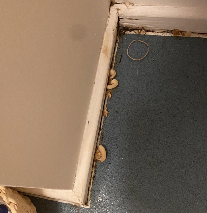 ’’Mushrooms growing out of the bathroom floor in the accommodation I’ve just moved into"