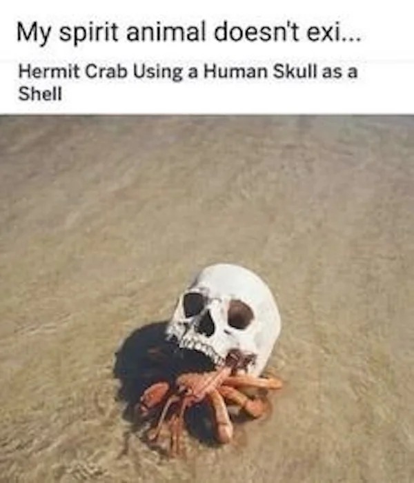 adult themed memes - hermit memes - My spirit animal doesn't exi... Hermit Crab Using a Human Skull as a Shell