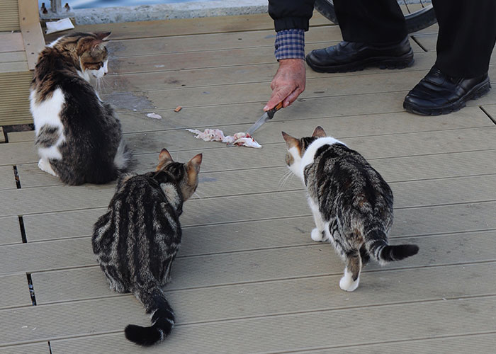 In Turkey you check the stray cats out. If cats are friendly towards you, approaches you for pets etc. you are in a good district. Means people in the area are seemingly nice towards animals which aren’t even their pets. Whereas if they are afraid of you, you understand that the people around are not to be f****d with. They are not nice towards harmless animals, why would they be nice to strangers?