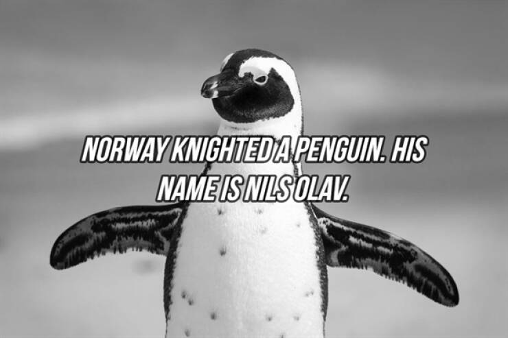 24 Fun Filled Facts For Your Day.