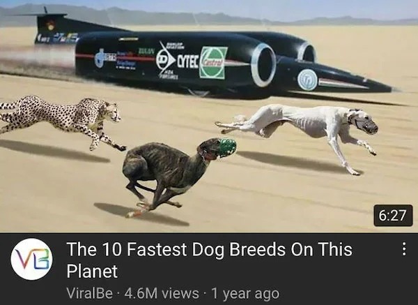clearly fake thumbnails - Ami Jelly Vb Ezel OMe 200 Cytec C24 Zluan The 10 Fastest Dog Breeds On This Planet ViralBe 4.6M views 1 year ago