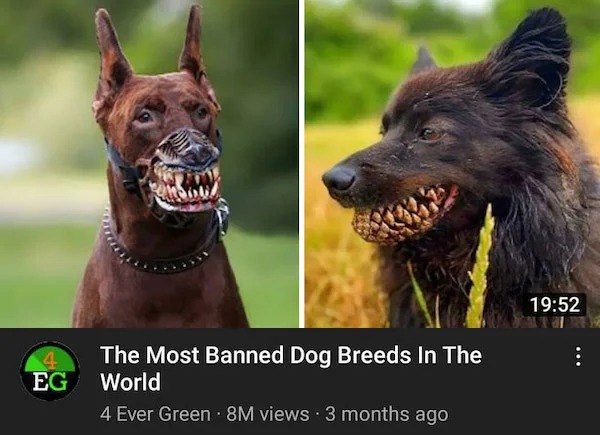 clearly fake thumbnails - dog breeds - The Most Banned Dog Breeds In The Eg World 4 Ever Green 8M views 3 months ago