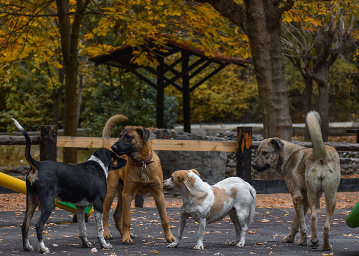 I was working at the Sochi Olympics and saw a pack of stray dogs chase and take down one of our teams translators before people scared them away. That was an eye opener.