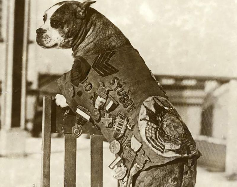 Sergeant Stubby was a WW1 war dog who warned soldiers of mustard gas and found wounded men. He served for 18 months and participated in 17 battles. He lived through the war and passed peacefully in 1926.