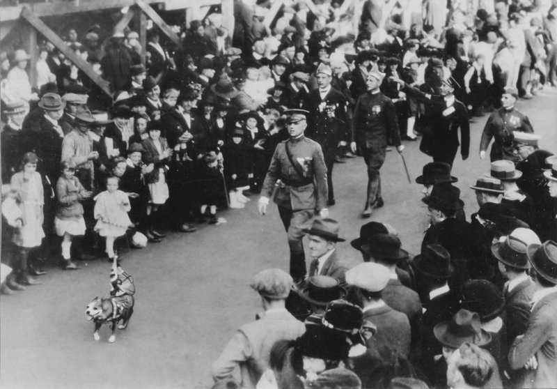 Sgt. Stubby, perhaps the most decorated dog in history, leading a WW1 victory parade