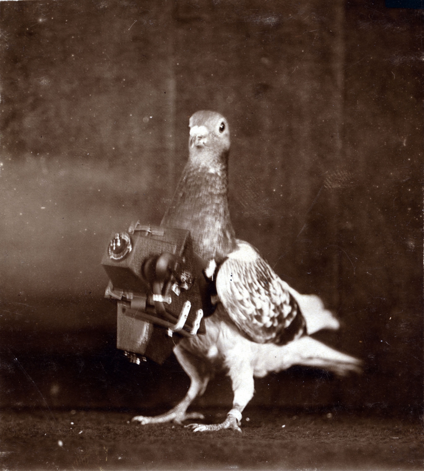Pigeons with cameras were used in WW1 for aerial reconnaissance