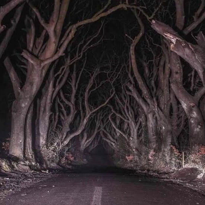 creepy and wtf pics - dark forest northern ireland