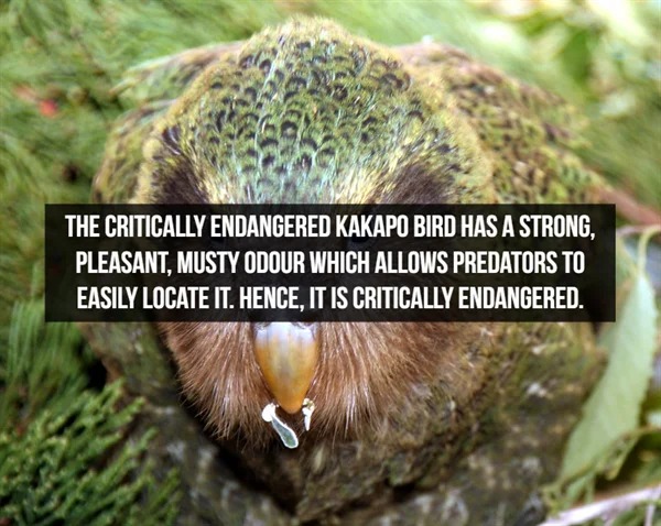 fascinating facts - strigops kakapo - The Critically Endangered Kakapo Bird Has A Strong, Pleasant, Musty Odour Which Allows Predators To Easily Locate It. Hence, It Is Critically Endangered.