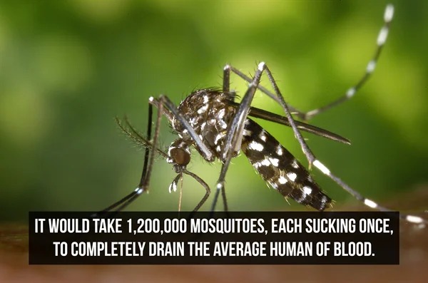 fascinating facts - chikungunya mosquito - It Would Take 1,200,000 Mosquitoes, Each Sucking Once, To Completely Drain The Average Human Of Blood.