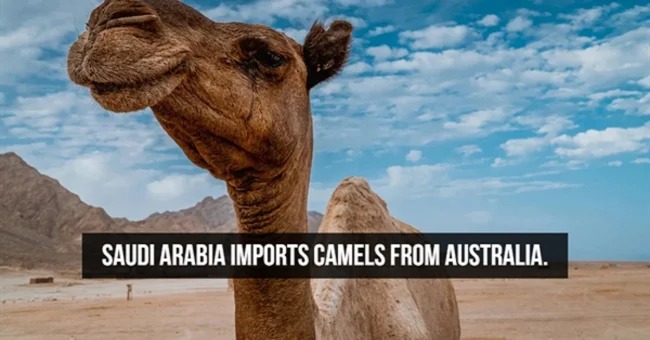 fascinating facts - Saudi Arabia Imports Camels From Australia.