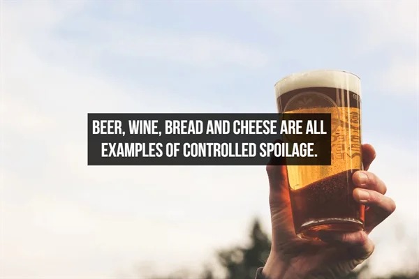 fascinating facts - Beer, Wine, Bread And Cheese Are All Examples Of Controlled Spoilage.