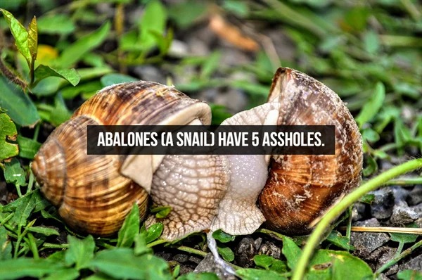 fascinating facts - snail - Abalones A Snail Have 5 Assholes.