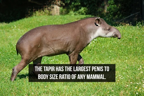 fascinating facts - The Tapir Has The Largest Penis To Body Size Ratio Of Any Mammal.