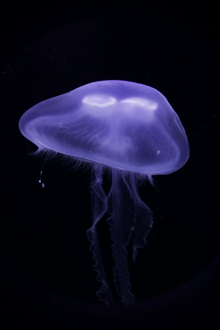 When I was a kid, I was chilling in the water of the Mediterranean Sea in Turkey. Suddenly I felt an awful burning sensation on my stomach and my legs. I looked like I had been brutally sandpapered and I got a 40°C (104°F) fever.

Turns out I made contact with a jellyfish, and later found out that it hadn't happened on that beach for 10 years or so. I was just extremely unlucky.