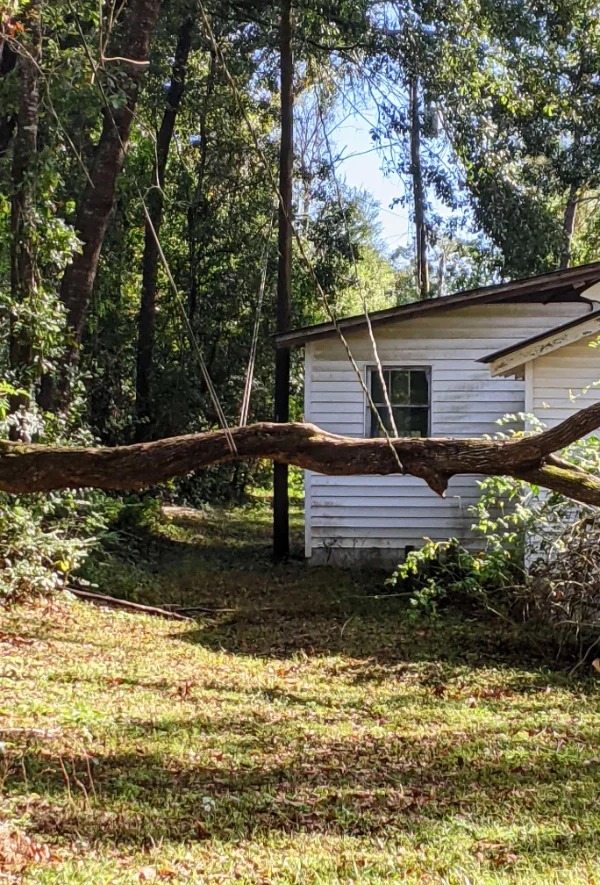 “So glad my power and internet lines could stop this tree from falling and hurting itself.”