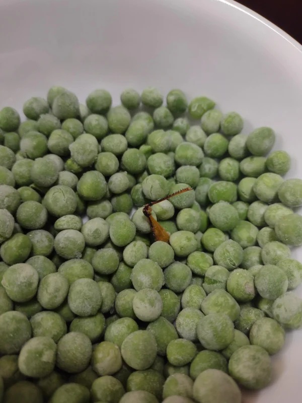 “Found a grasshopper leg in my frozen peas, after we had already eaten half the bag earlier today”