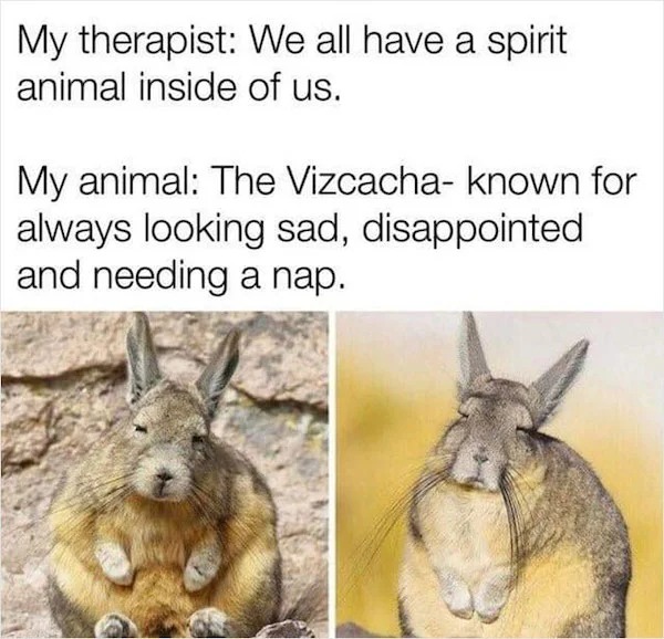 dank memes - My therapist We all have a spirit animal inside of us. My animal The Vizcacha known for always looking sad, disappointed and needing a nap.