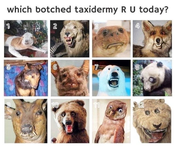 dank memes - botched taxidermy are you today - which botched taxidermy R U today? 2 4 1 5 Yal an Lo 6 10 7 11 8 Co 12