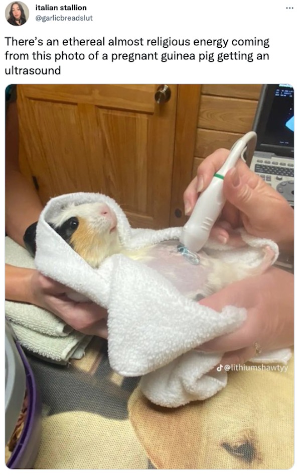 hand - italian stallion There's an ethereal almost religious energy coming from this photo of a pregnant guinea pig getting an ultrasound