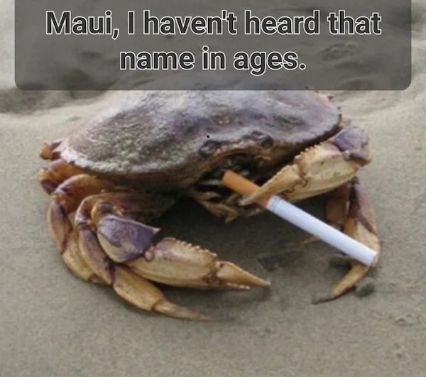 spicy and NSFW memes tantric tuesday - dungeness crab - Maui, I haven't heard that name in ages.