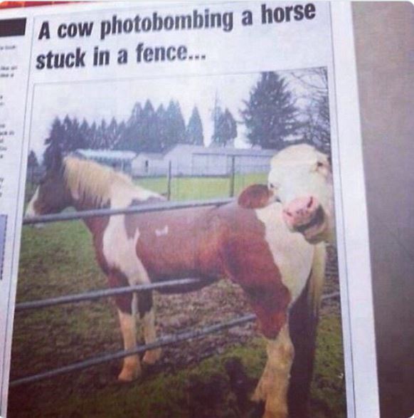Funny news headlines - cow photobombing a horse stuck in a fence - A cow photobombing a horse stuck in a fence...