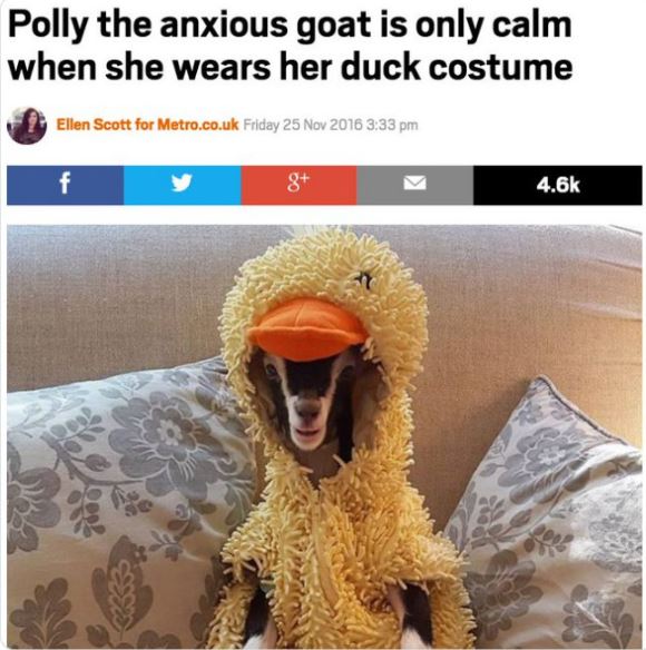 Funny news headlines - photo caption - Polly the anxious goat is only calm when she wears her