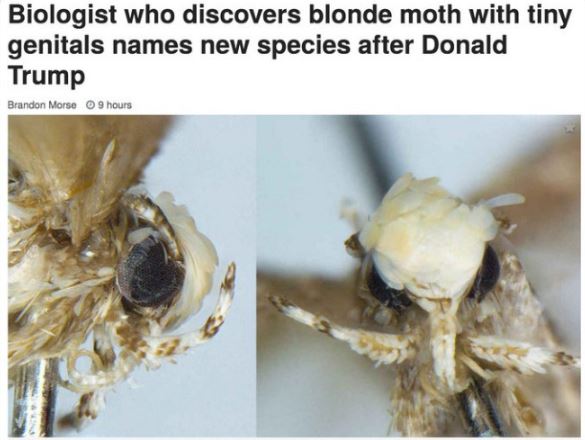 Funny news headlines - Biologist who discovers blonde moth with tiny genitals names new species after Donald Trump Brandon