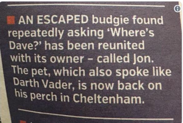 Funny news headlines - commemorative plaque - An Escaped budgie found repeatedly asking 'Where's Dave?' has been reunited with its owner called Jon. Th