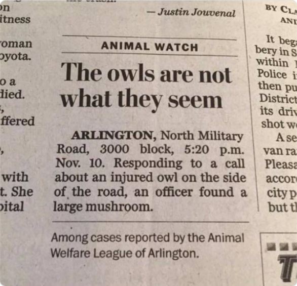 Funny news headlines - Funny meme - oShe pital Justin Jouvenal Animal Watch The owls are not what they seem Arlington, North Military R