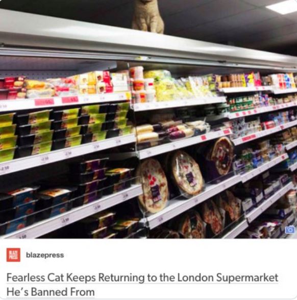 Funny news headlines - Fearless Cat Keeps Returning to the London Supermarket He's Banned From
