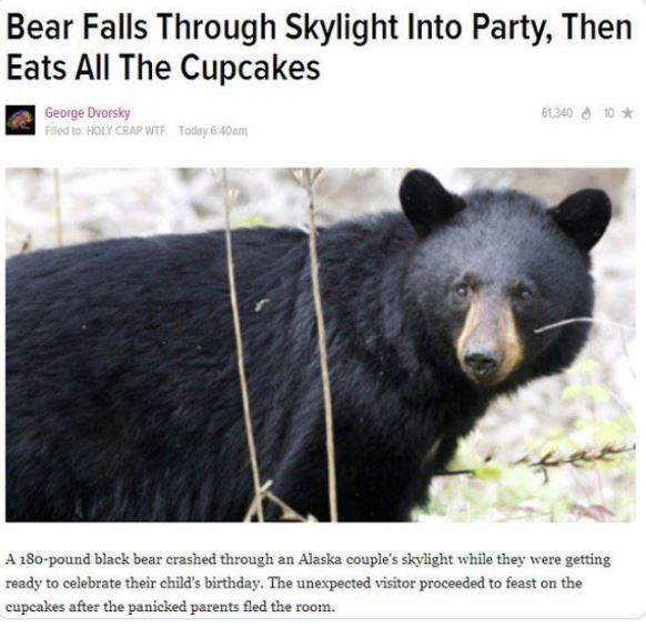 Funny news headlines - my spirit animal bear meme - Bear Falls Through Skylight Into Party, Then Eats All The Cupcakes George Dvorsky Filed
