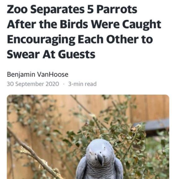 Funny news headlines - Zoo Separates 5 Parrots After the Birds Were Caught Encouraging Each Other to Swear