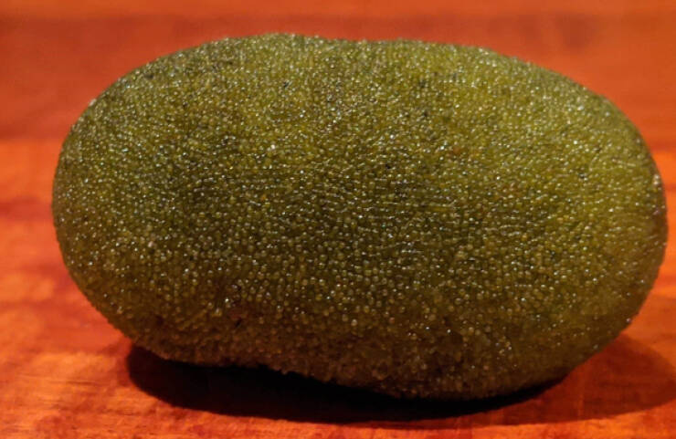 "I found this thing on the beach. It’s solid and smells like seaweed, what is it?"

“Codium bursa is a medium-sized green marine algae.”