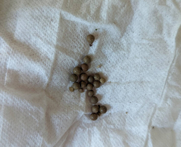 "I went away for 6 days and came home to these little brown balls spread out on the bathroom floor. They are hard but breakable, 1-3 mm."

“Desiccant balls”