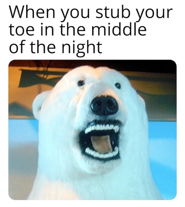 Memes that tell the truth - polar bear - When you stub your toe in the middle of the night ep auary