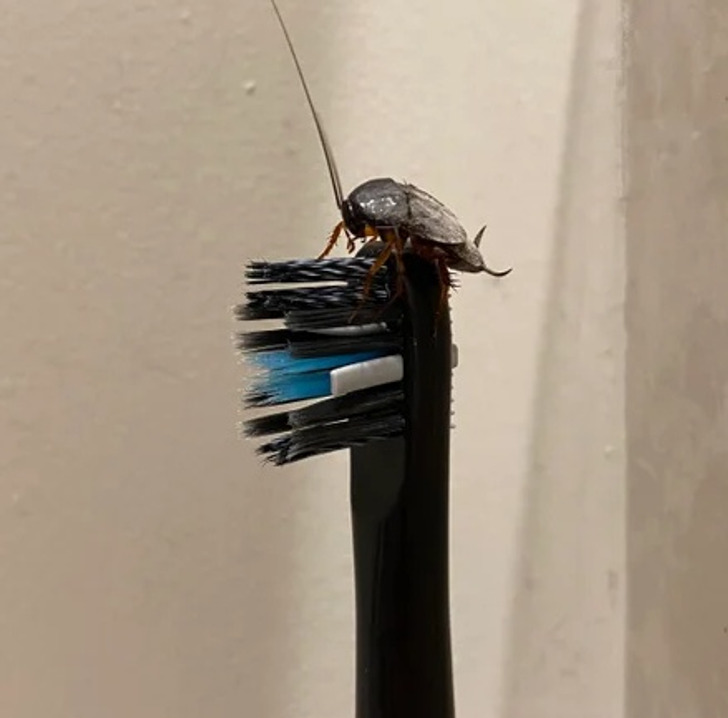 “Today a cockroach climbed onto my toothbrush.”