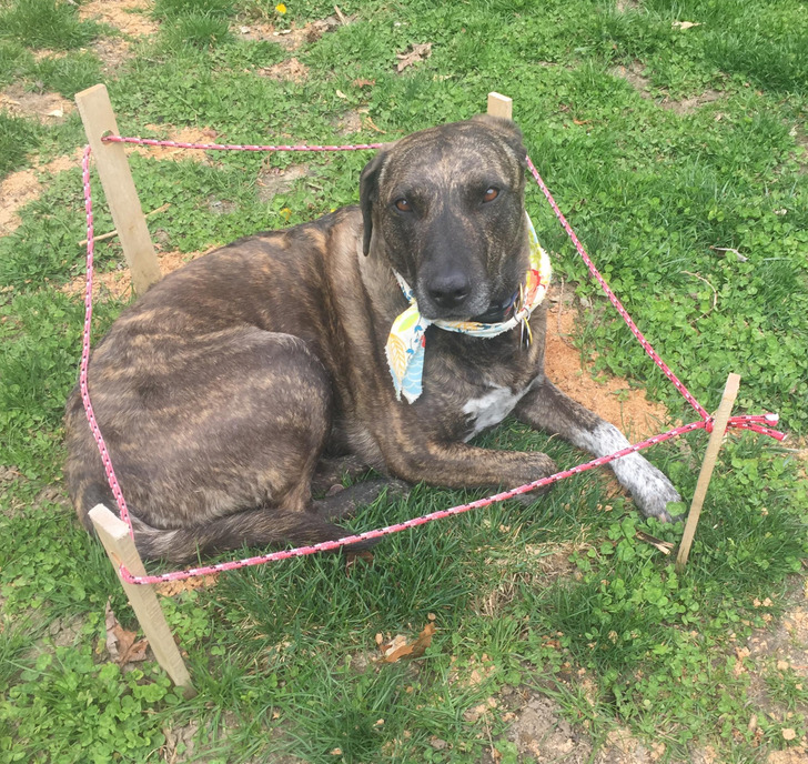 “My dog dug up a section of the lawn so I fixed it and then roped it off. Went outside and found her like this.”