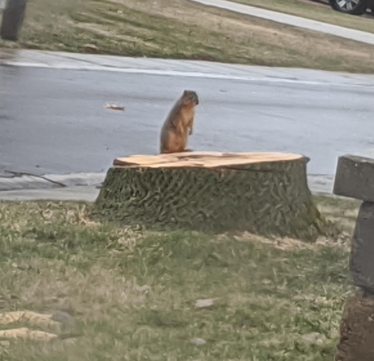 “I had to cut down a tree in my yard and now I feel bad.”