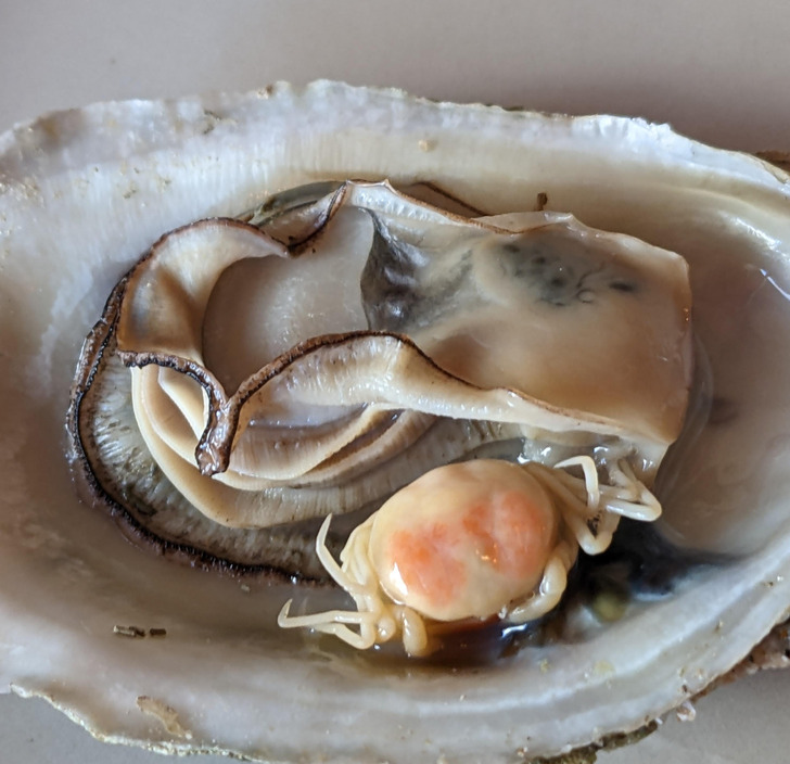 odd and unusual things - oyster