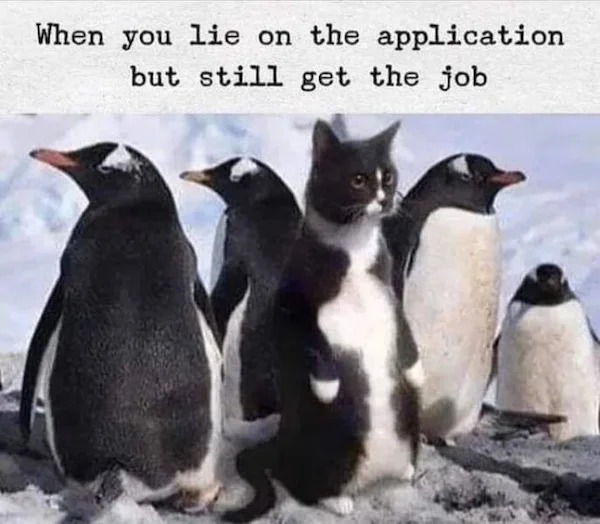 spicy memes for thirsty thursday - cat penguins - When you lie on the application but still get the job