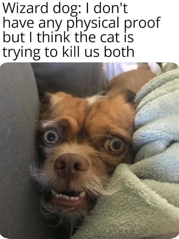 relatable memes - photo caption - Wizard dog I don't have any physical proof but I think the cat is trying to kill us both