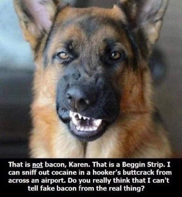 relatable memes - german shepherd beggin strips meme - That is not bacon, Karen. That is a Beggin Strip. I can sniff out cocaine in a hooker's buttcrack from across an airport. Do you really think that I can't tell fake bacon from the real thing?