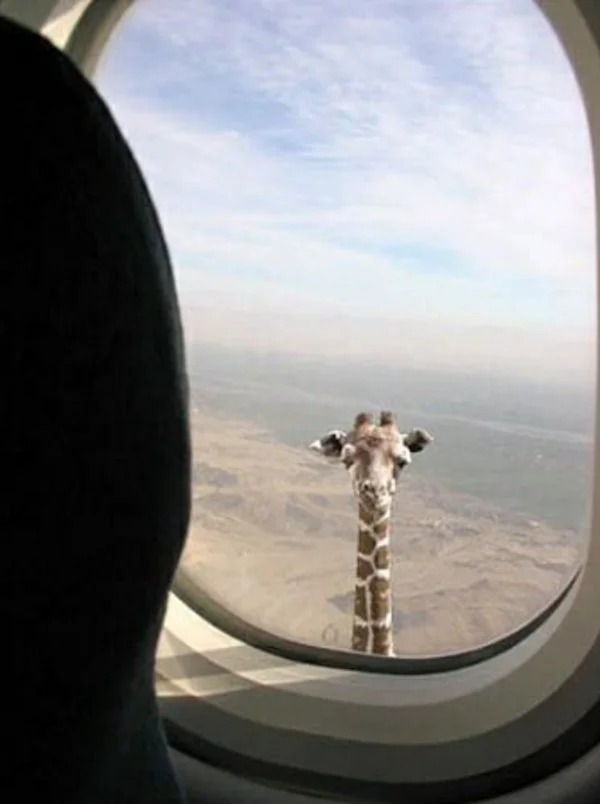 Random Pics - giraffe airplane window