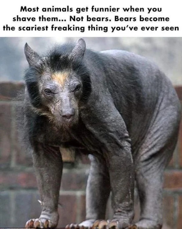Random Pics - hairless animals - Most animals get funnier when you shave them... Not bears. Bears become the scariest freaking thing you've